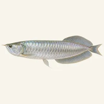Arawana