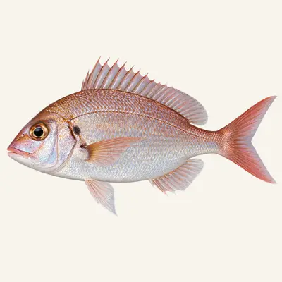 Axillary seabream