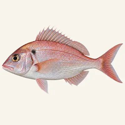 Blackspot seabream