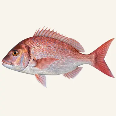 Red porgy
