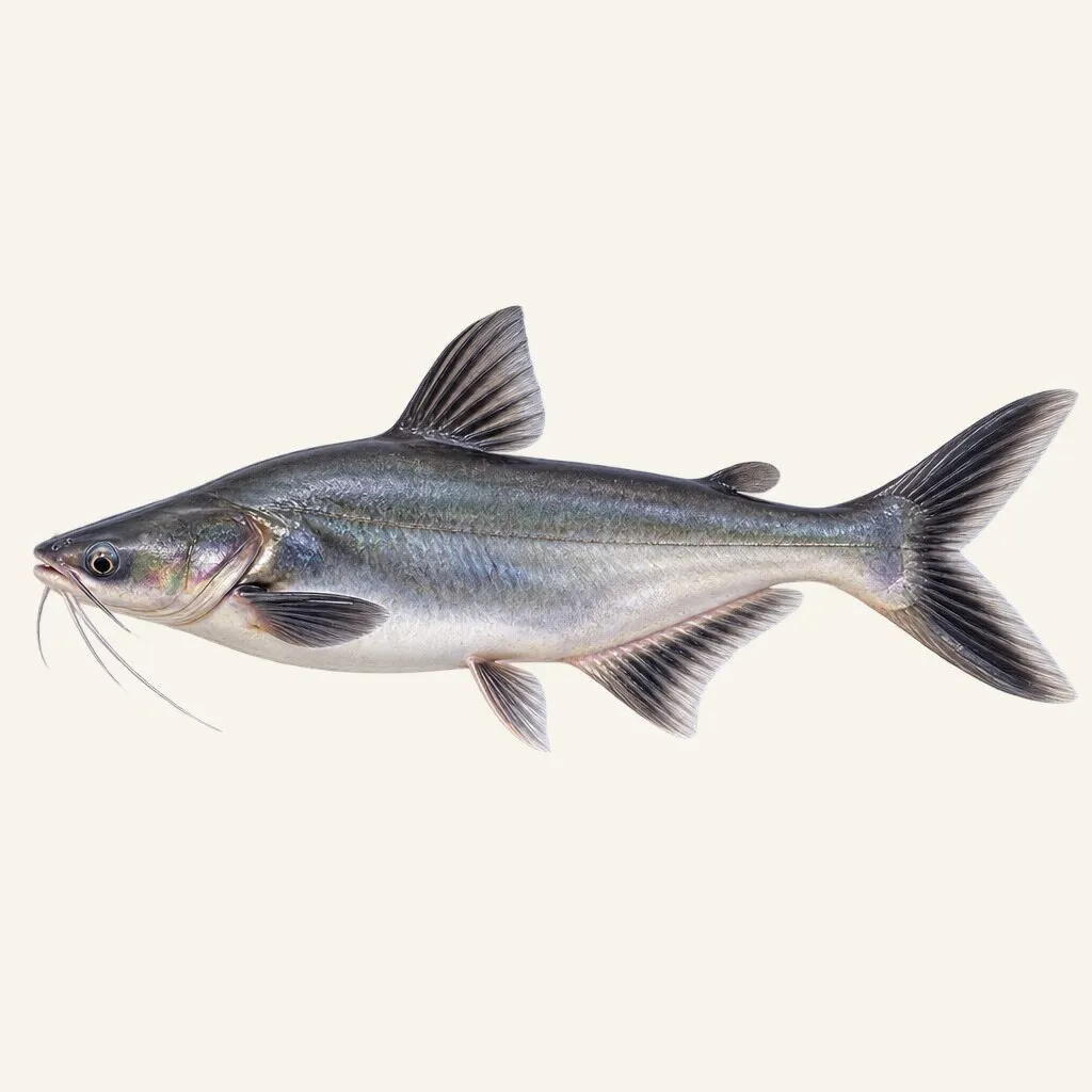 Striped catfish