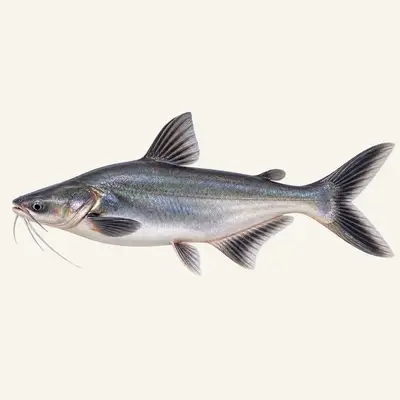 Striped catfish
