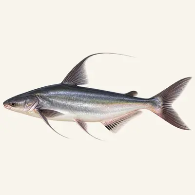 Giant pangasius