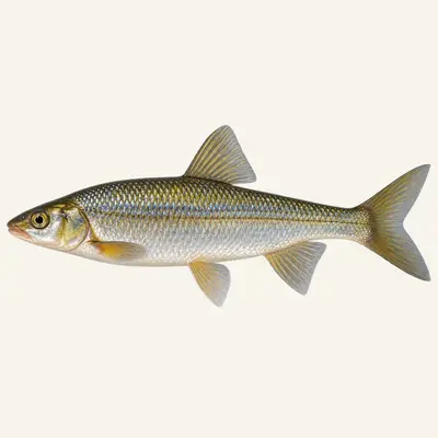 Southwest European nase