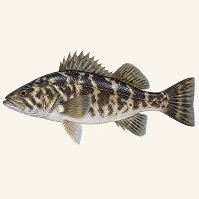 Kelp bass