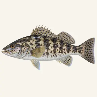 Spotted Sand Bass
