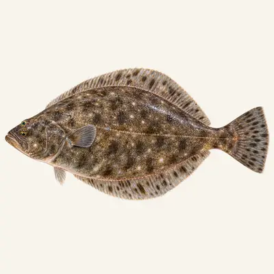 California Halibut