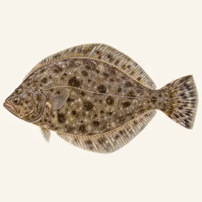 Summer flounder
