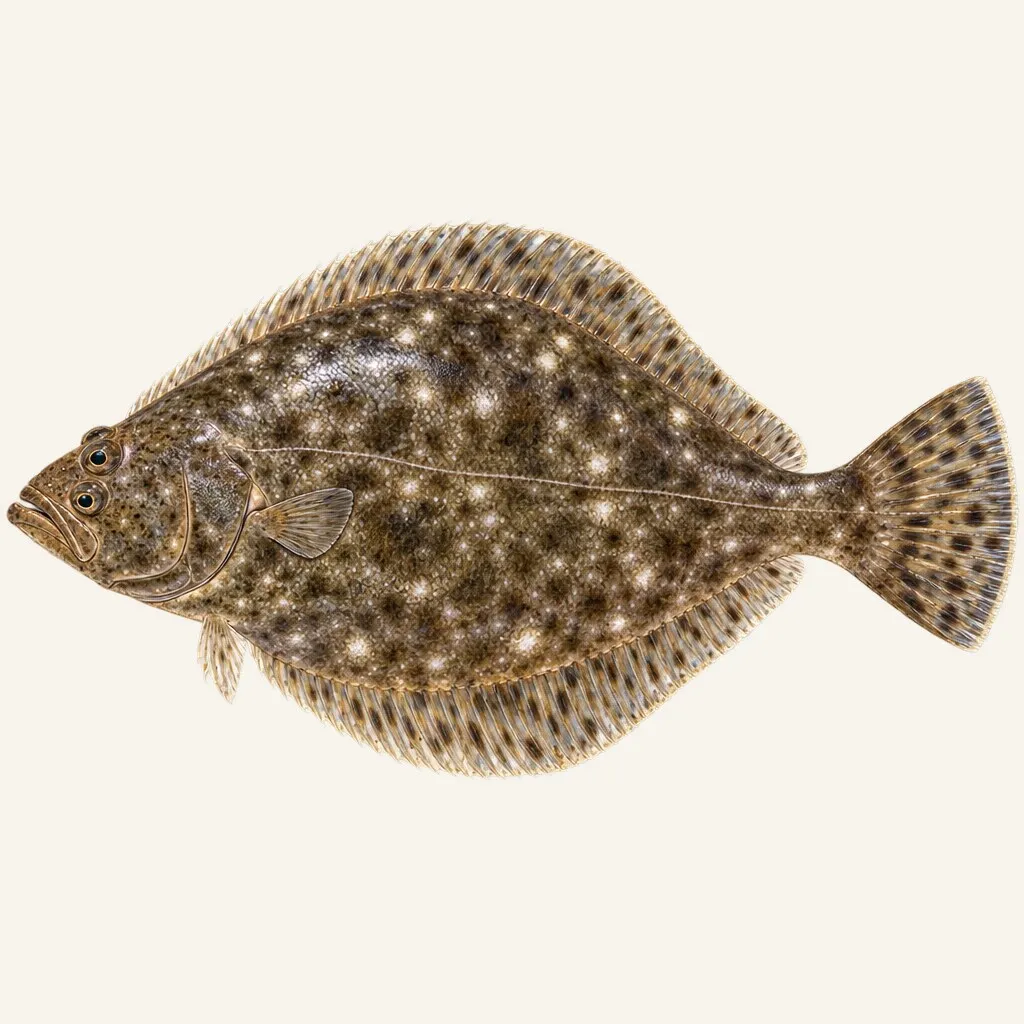 Southern flounder