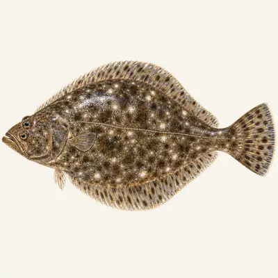 Southern flounder