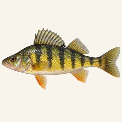 American yellow perch
