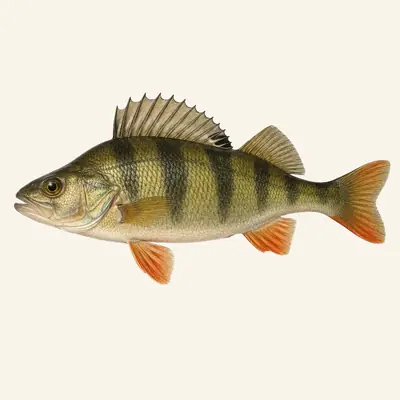 European perch