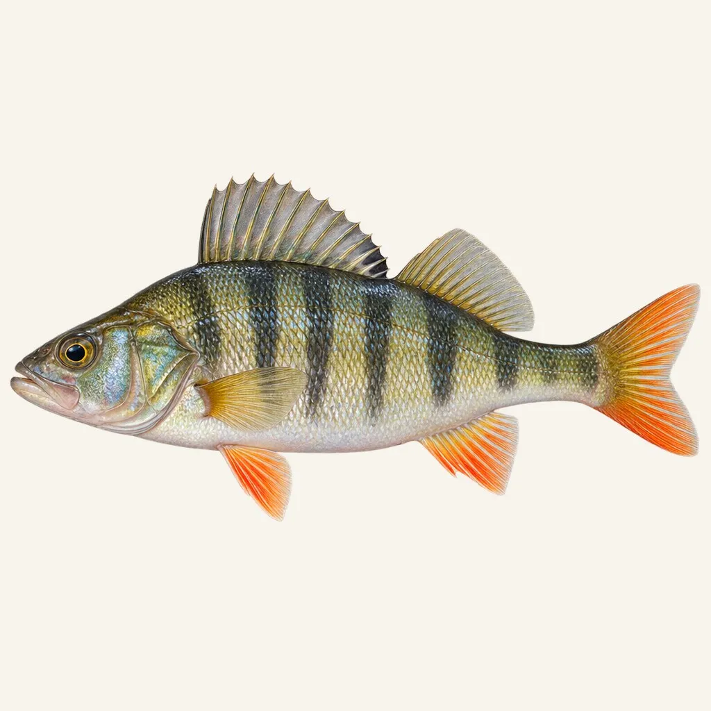 Balkhash perch