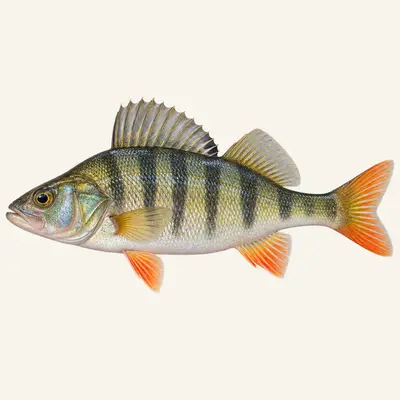 Balkhash perch