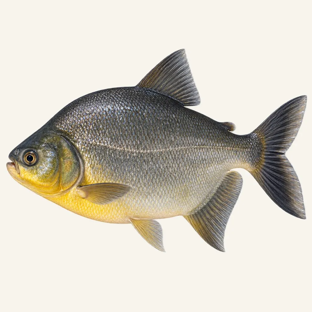 Paraná pacu