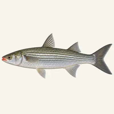 So-iuy mullet