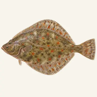 European flounder