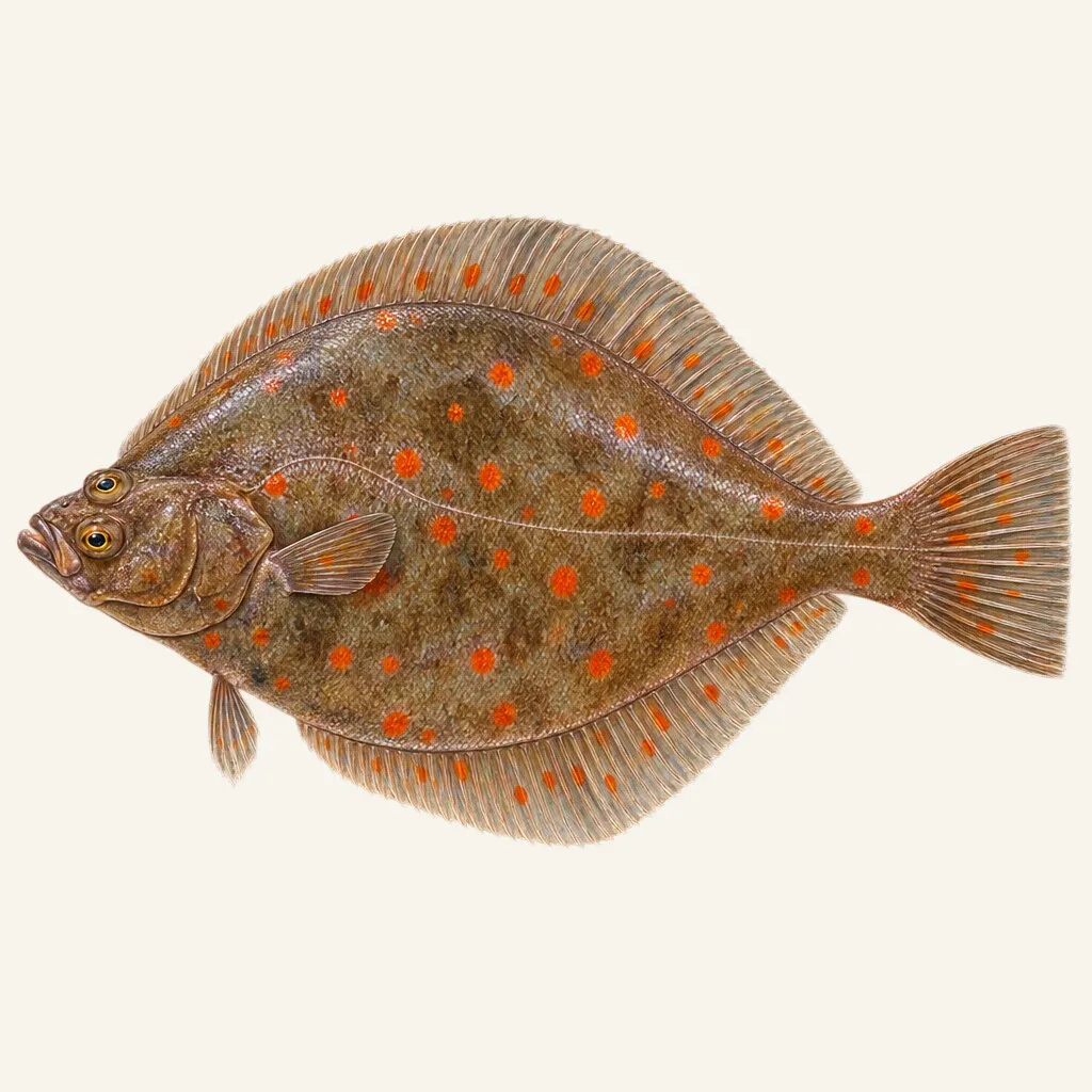 European plaice