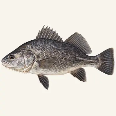 Black drum