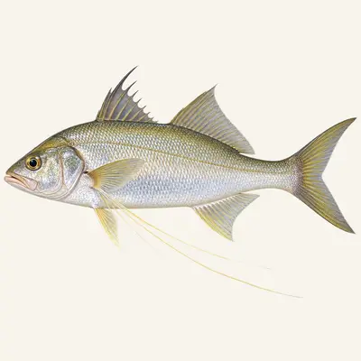 King threadfin