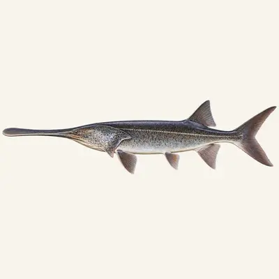 American Paddlefish