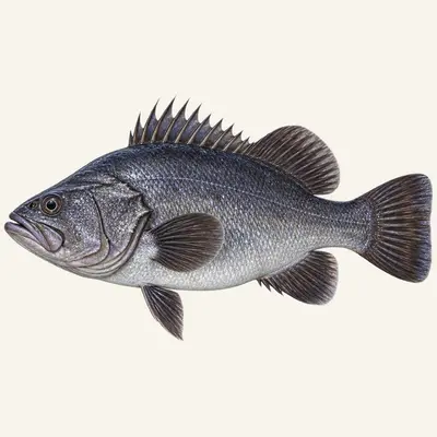 Wreckfish