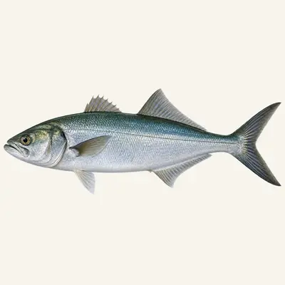 Bluefish