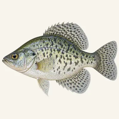 White crappie