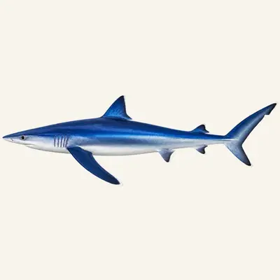 Blue shark