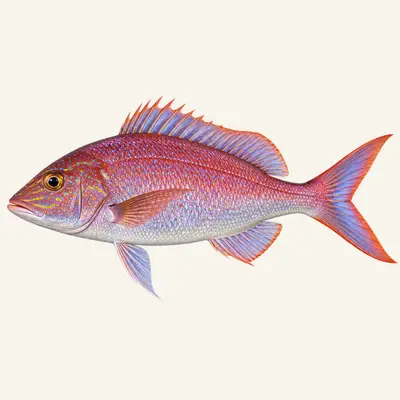 Crimson jobfish
