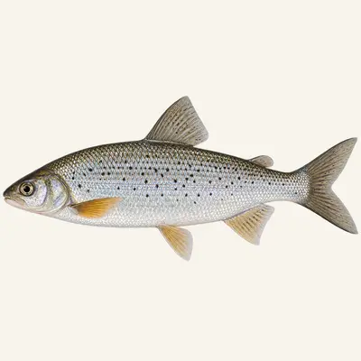 Round whitefish