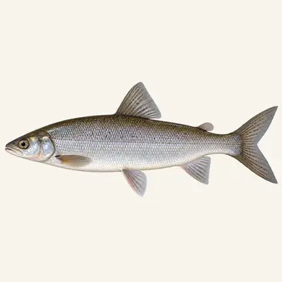 Mountain whitefish
