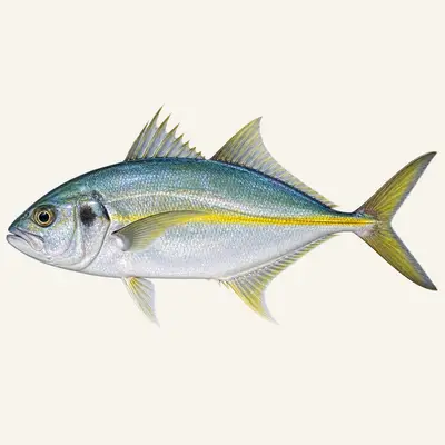 White trevally