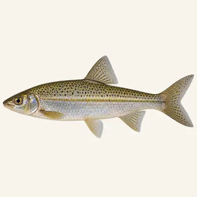 Northern straight-mouth nase