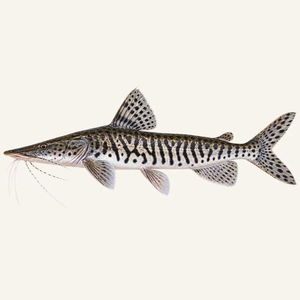 Barred sorubim