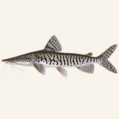 Barred sorubim