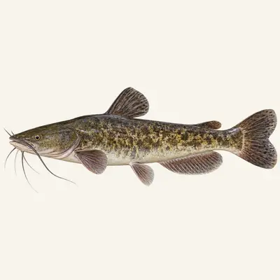 Flathead catfish