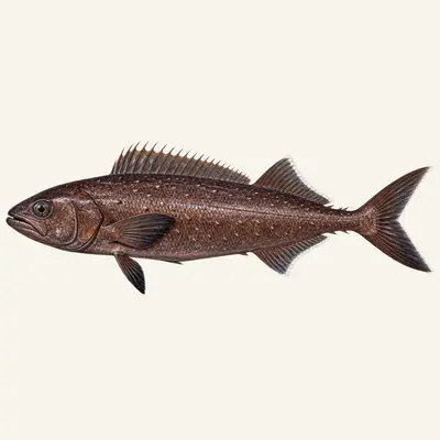 Oilfish