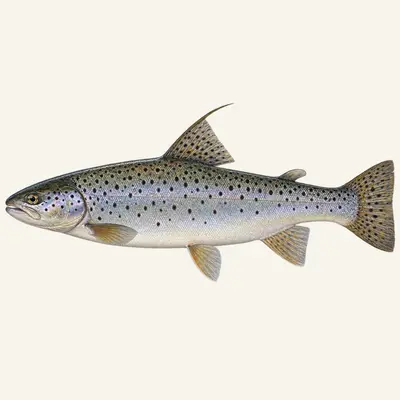 Black Sea trout