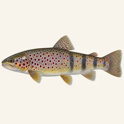 Macedonian trout