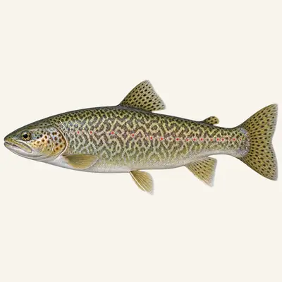 Marble trout