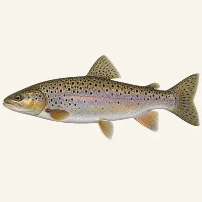 Softmouth trout
