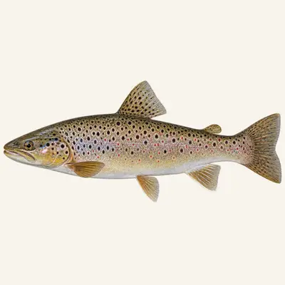 Flathead trout