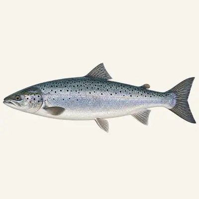 Atlantic salmon