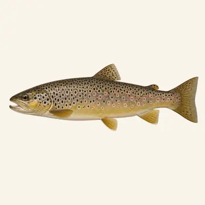 Brown trout