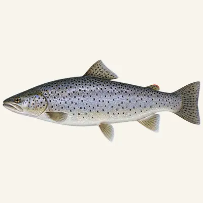 Lacustrine brown trout
