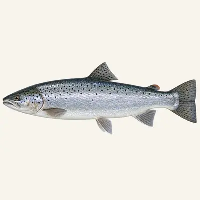 Sea trout