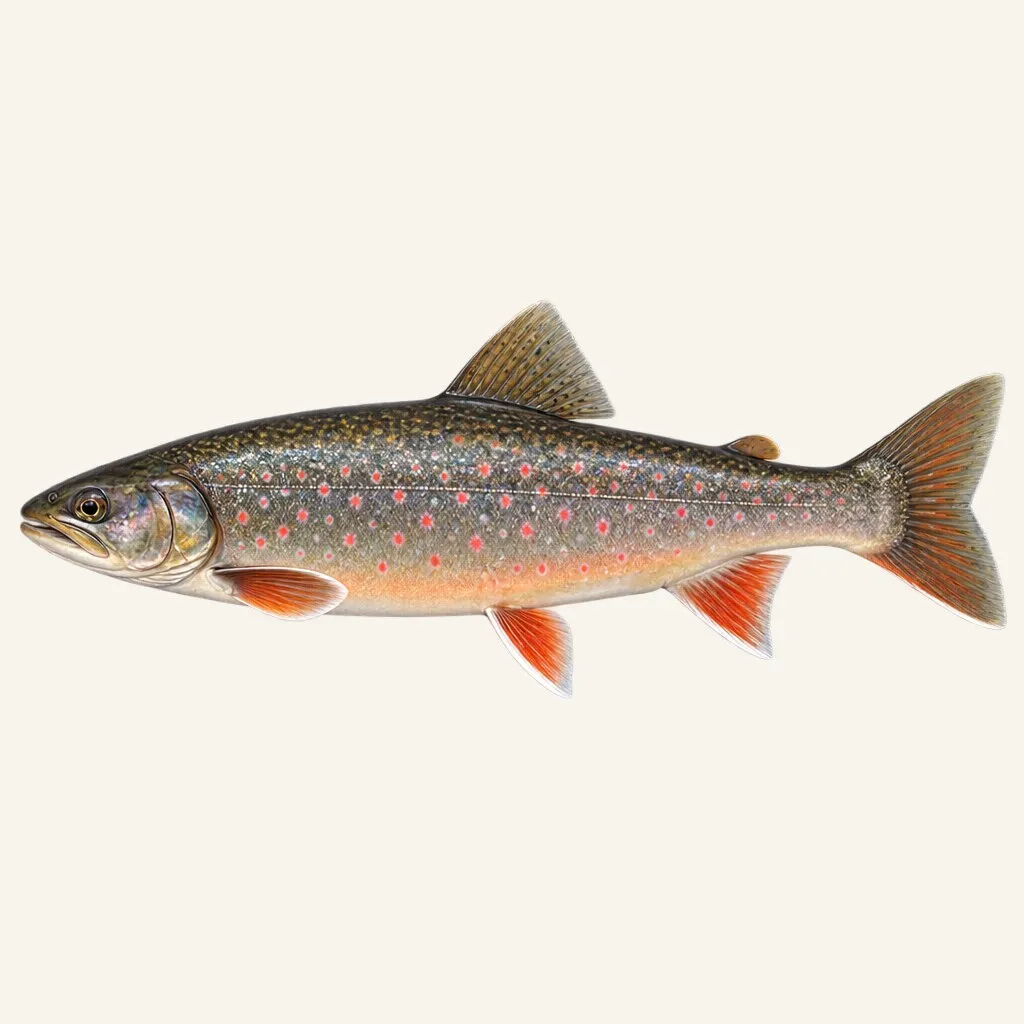 Arctic char