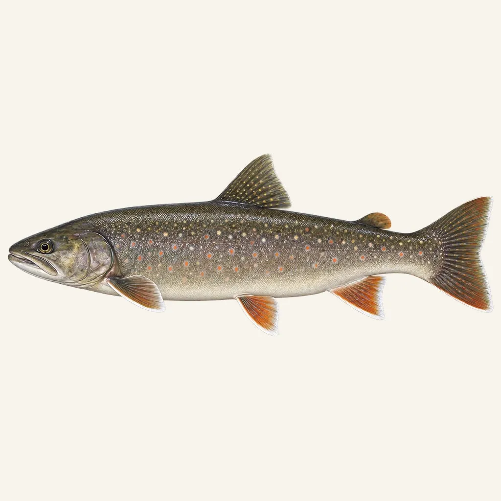 Bull trout