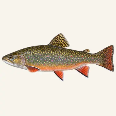 Brook trout